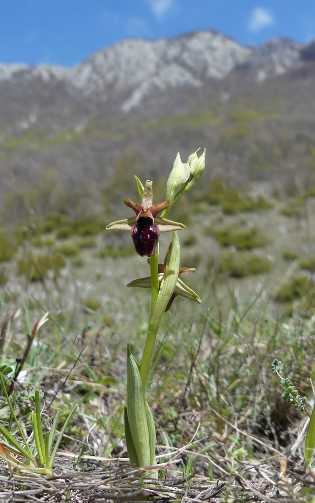 Ophrys promontorii : Abruzzo e Lazio 2019